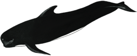 black-pilot-whale