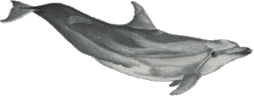 bottlenose-dolphin