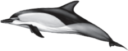 common-dolphin