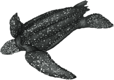 leatherback-turtle