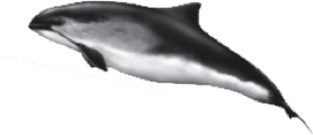 porpoise