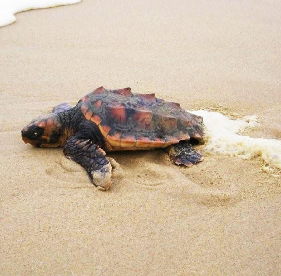 Biologie des tortues marines - Tortue caouanne - Aquarium La Rochelle