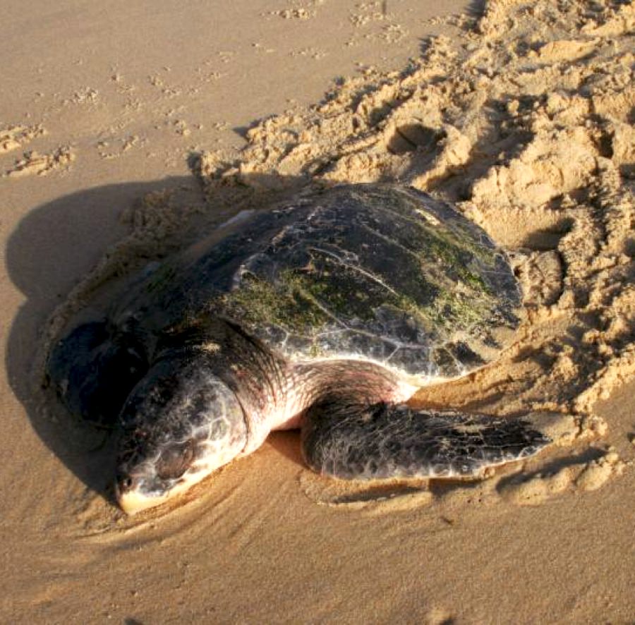 Biologie des tortues marines - Tortue de Kemp - Aquarium La Rochelle