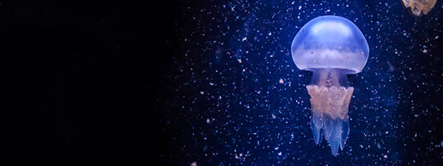 La Galerie des Lumières de l'aquarium de La Rochelle - Ocim