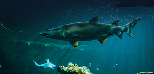 Féroce et Diablesse, les requins taureau de l'aquarium de  Canet-en-Roussillon