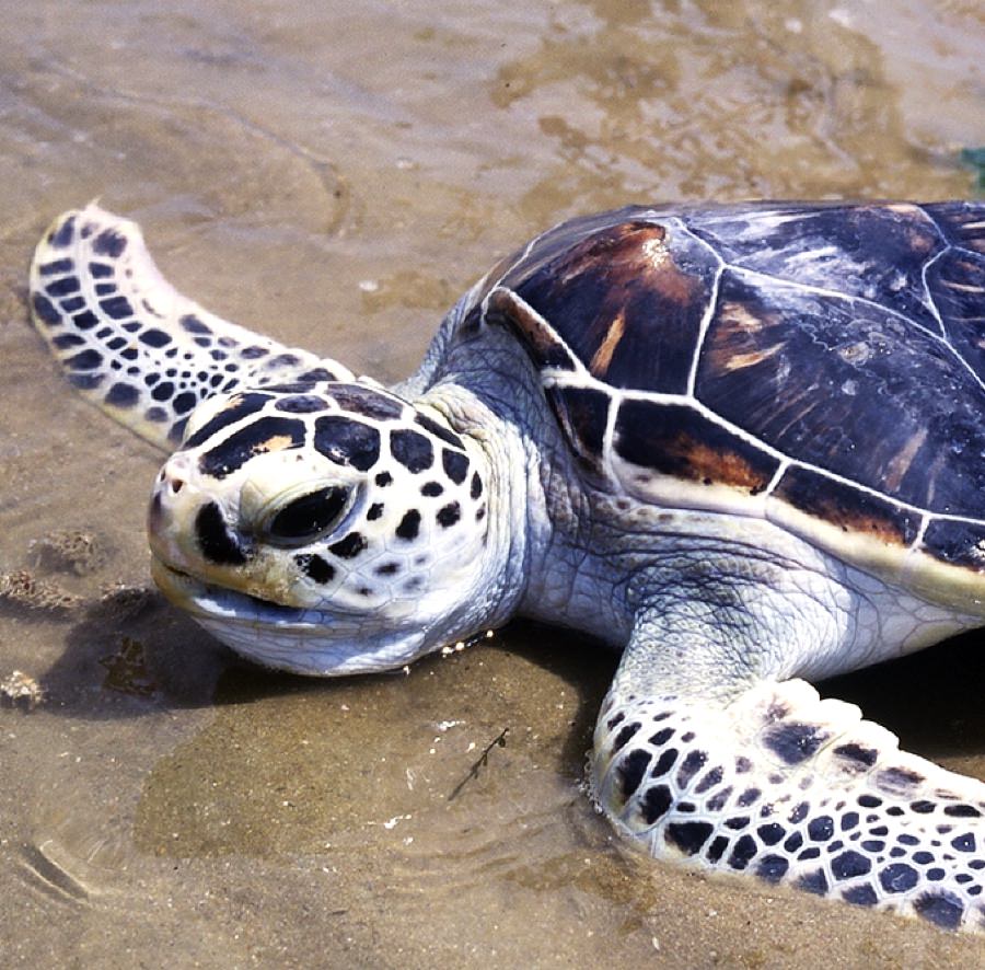 Biologie des tortues marines - Tortue verte - Aquarium La Rochelle