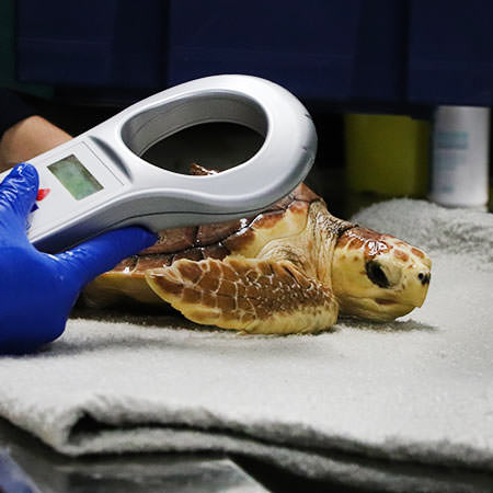 Centre d'Etudes et de Soins pour les Tortues Marines - Aquarium La Rochelle