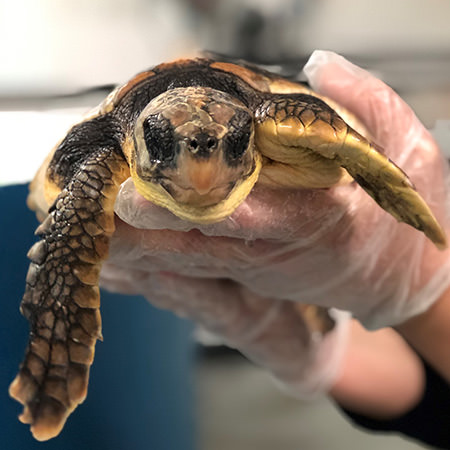 Centre Tortues Marines - Aquarium La Rochelle