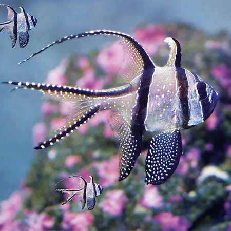 Méduse pélagie - Aquarium La Rochelle