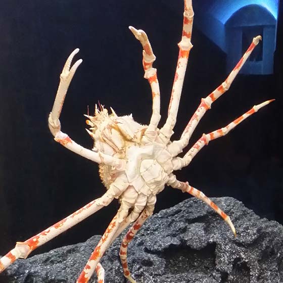 Japanese Giant Spider Crab Aquarium La Rochelle