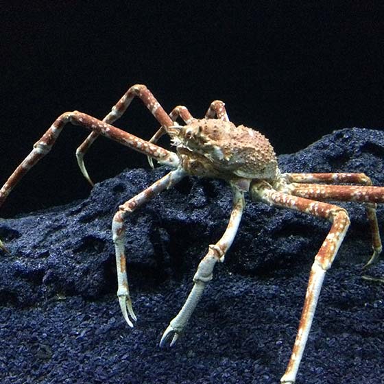 Japanese Giant Spider Crab Aquarium La Rochelle