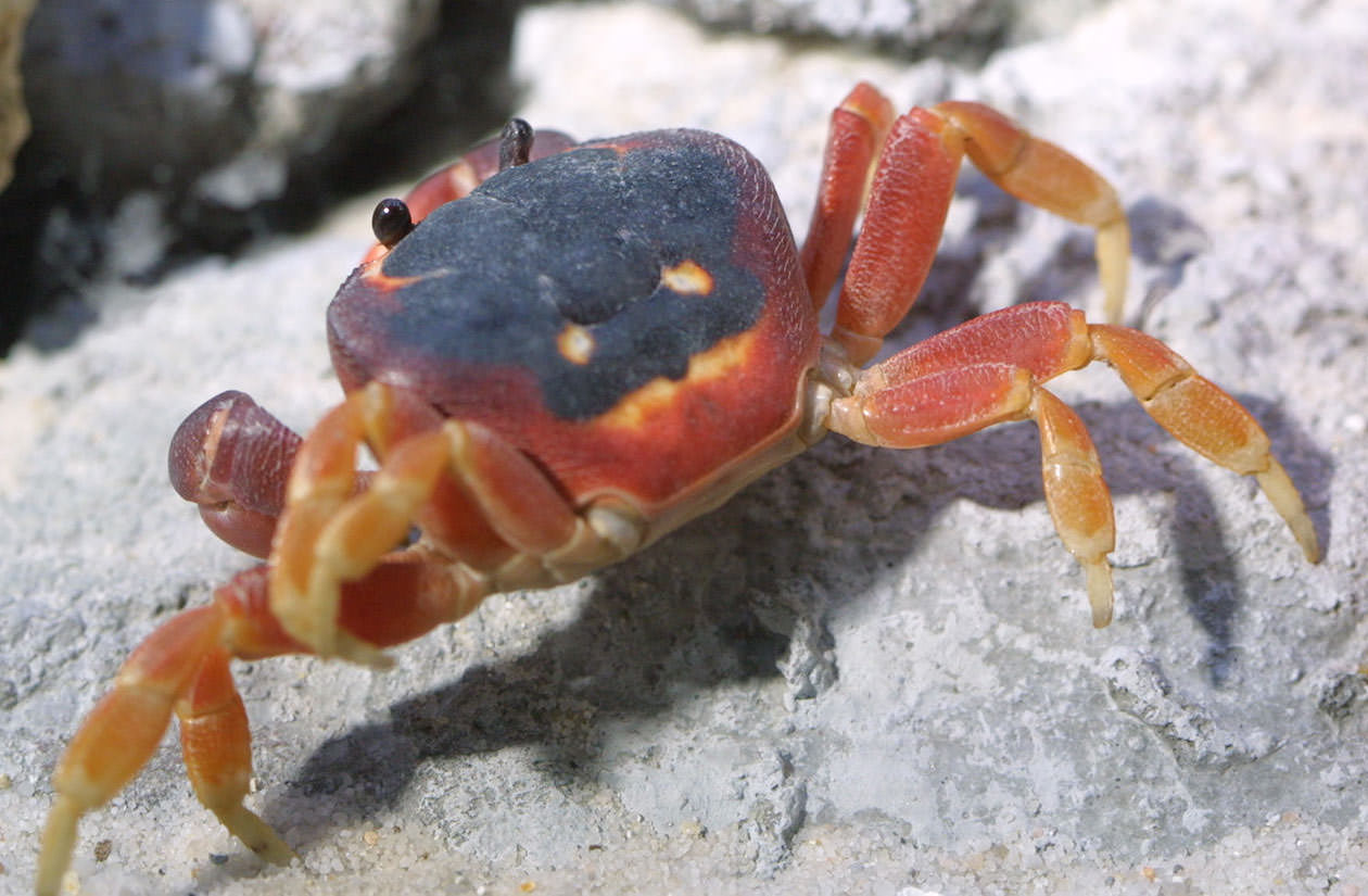 Le crabe – La Malouine