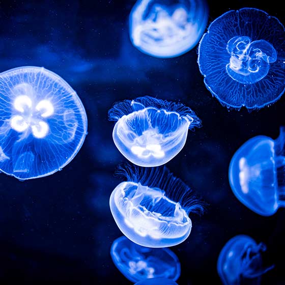 Méduse aurélie - Encyclopédie des espèces - Aquarium La Rochelle