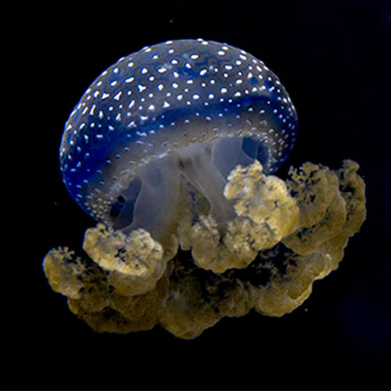 blue jellyfish species