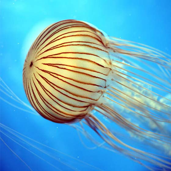 Méduse striée du Pacifique - Aquarium La Rochelle