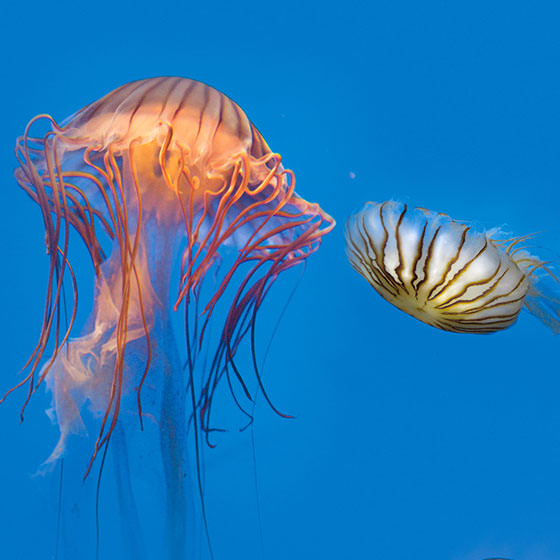 Méduse pélagie - Aquarium La Rochelle