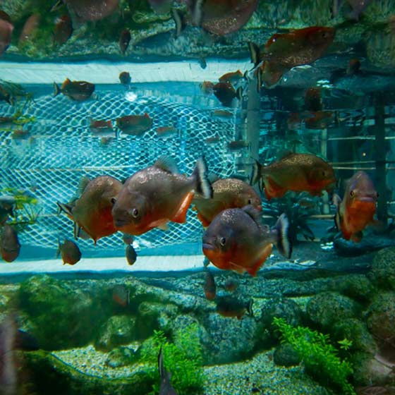 Legendary Piranha Aquarium La Rochelle