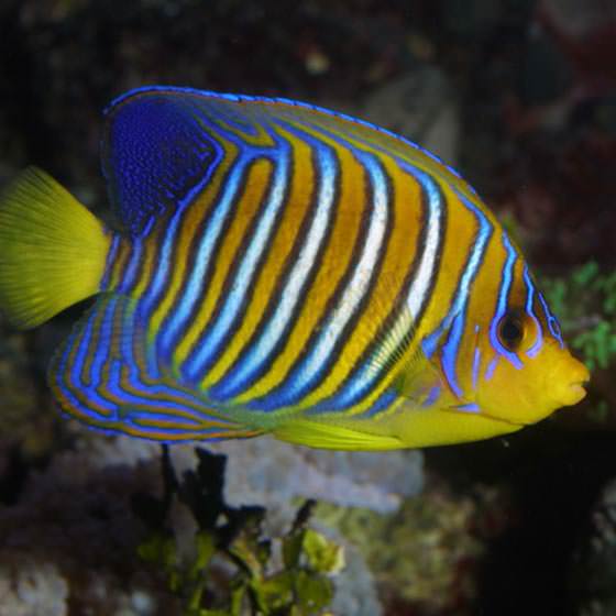 Poisson ange duc - Encyclopédie des espèces - Aquarium La Rochelle