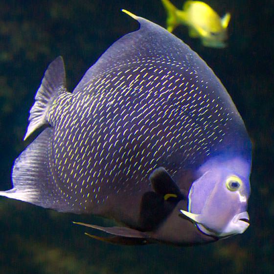 Méduse constellée - Encyclopédie des espèces - Aquarium La Rochelle