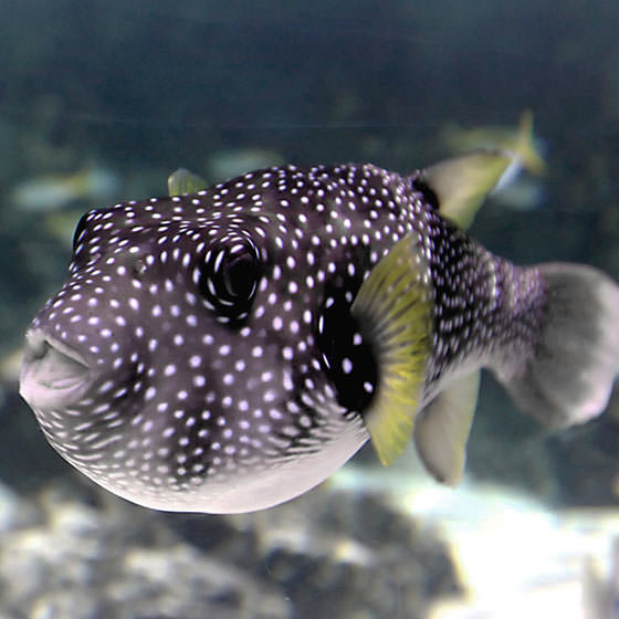 White-spotted Puffer - Species encyclopedia - Aquarium La Rochelle