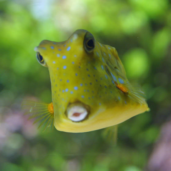 La Galerie des Lumières de l'aquarium de La Rochelle - Ocim