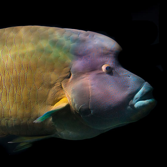 Poisson Napoléon - Encyclopédie - Aquarium La Rochelle