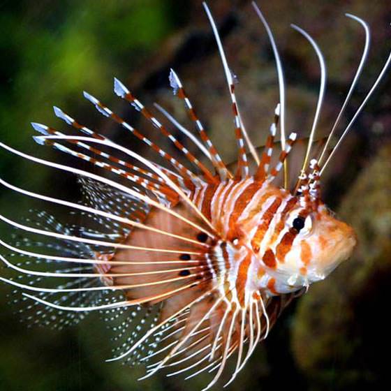 stonefish sting effects