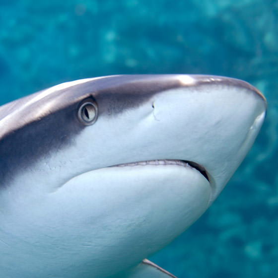 Requin marteau tiburo - Encyclopédie - Aquarium La Rochelle