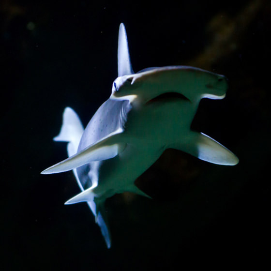 Requin marteau tiburo - Encyclopédie - Aquarium La Rochelle