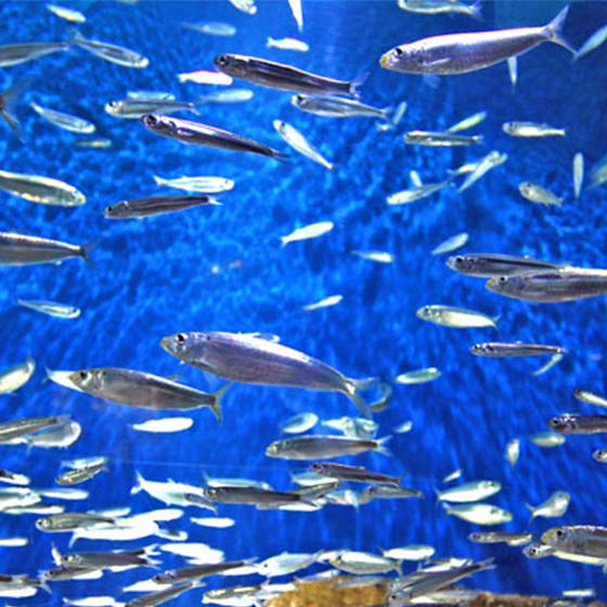 Les sardines ont perdu 4 centimètres et les deux tiers de leur poids en 10  ans