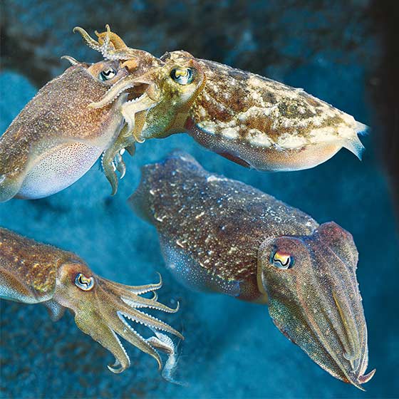 Каракатицы относятся. Cosmic Cuttlefish. Seiche. Cuttlefish перевод.