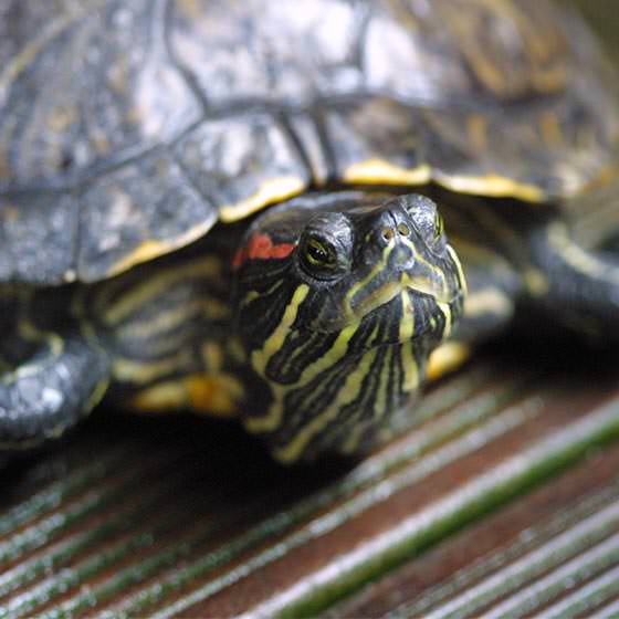 Tortue de Floride - Encyclopédie - Aquarium La Rochelle