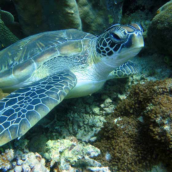 Tortue de Kemp (Lepidochelys kempii)