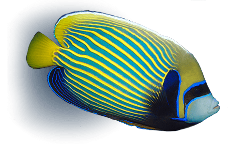 Colours and patterns of marine animals - Aquarium La Rochelle