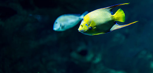 Pour éclairer les abysses, Aquarium La Rochelle ouvre une Galerie des  Lumières