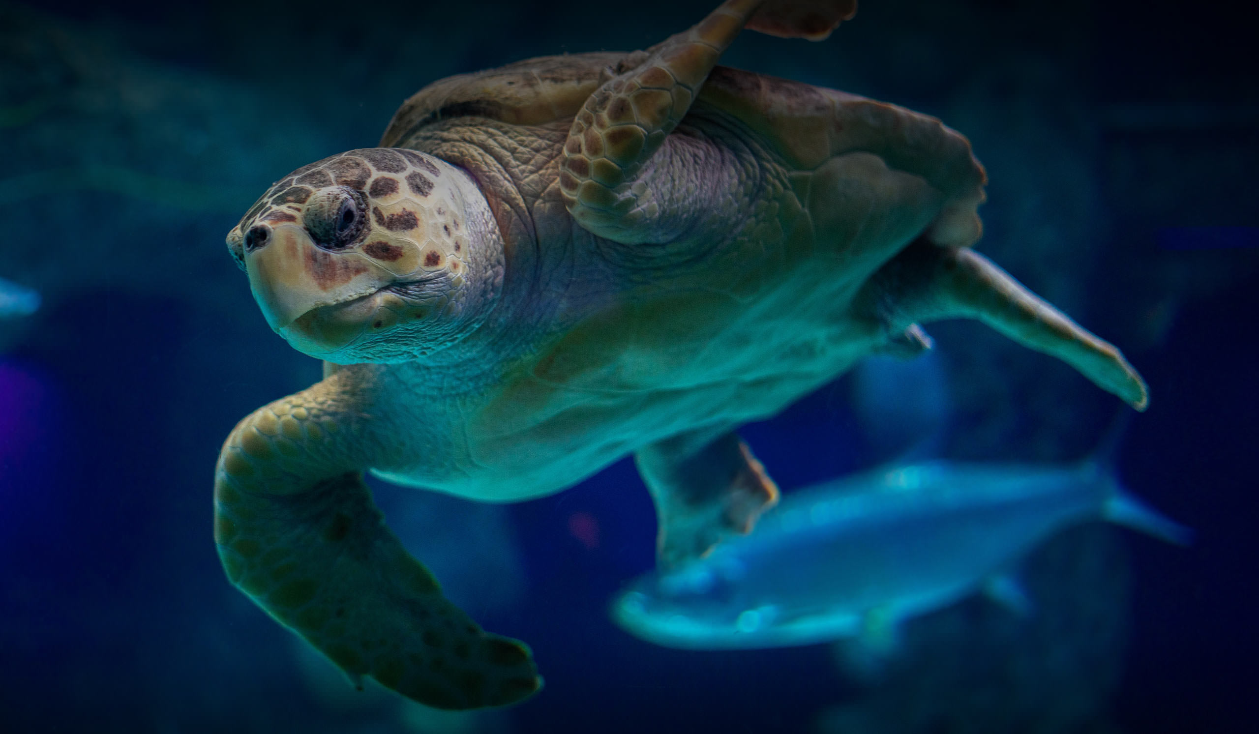 Marine turtles - A majestic flight - Aquarium La Rochelle