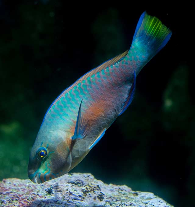 Home - Aquarium La Rochelle