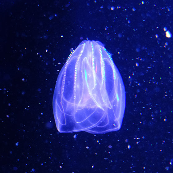 Méduse constellée - Encyclopédie des espèces - Aquarium La Rochelle