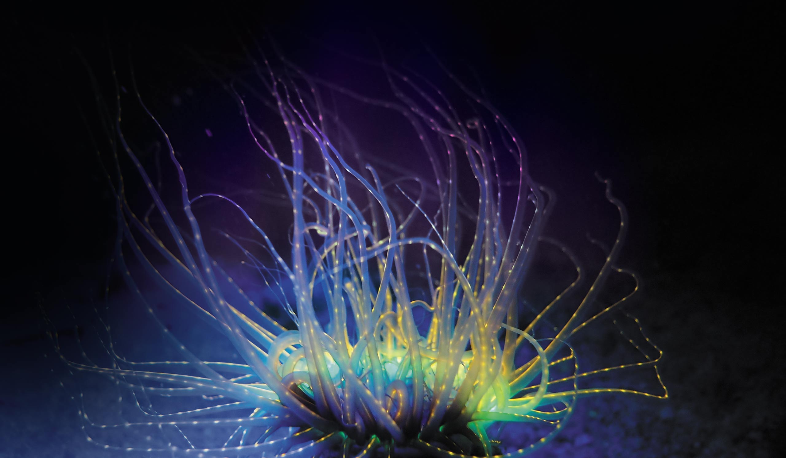 Les secrets des couleurs dans l’Océan Aquarium La Rochelle