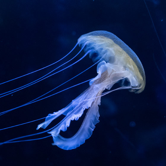 Méduse constellée - Encyclopédie des espèces - Aquarium La Rochelle