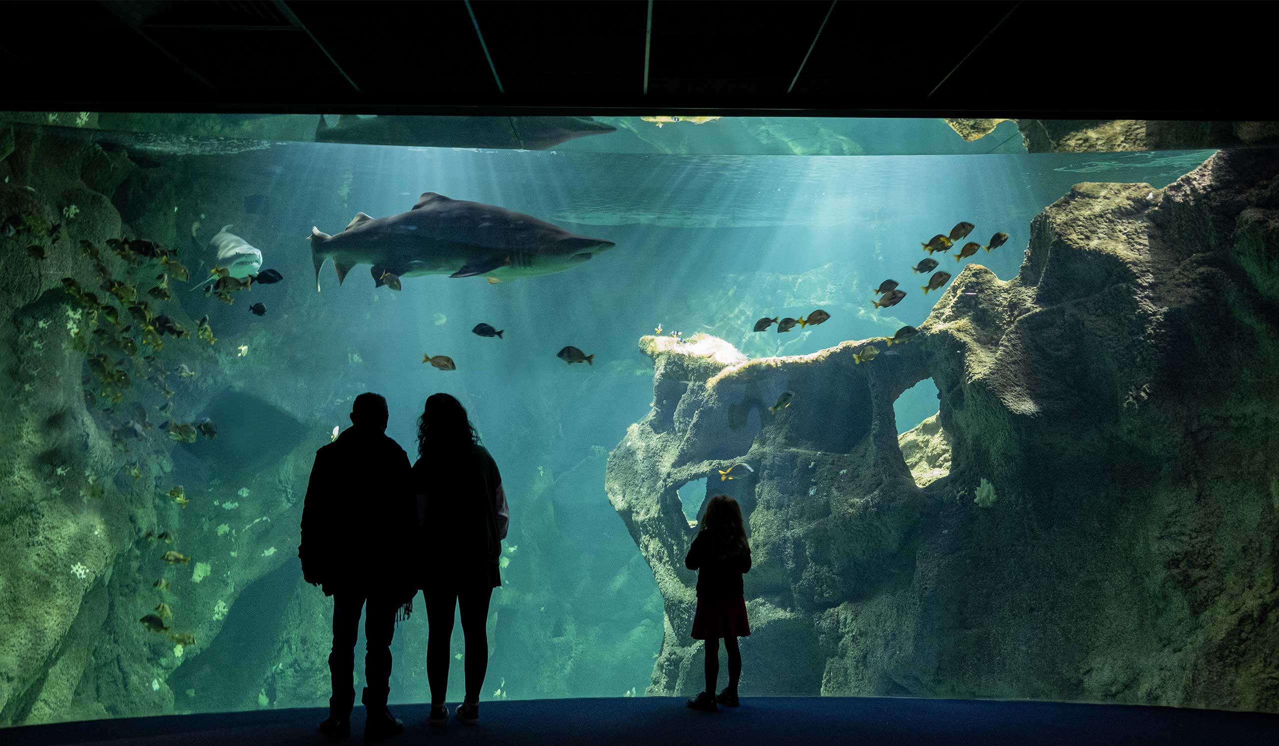 Amphithéâtre des requins à l'Aquarium La Rochelle