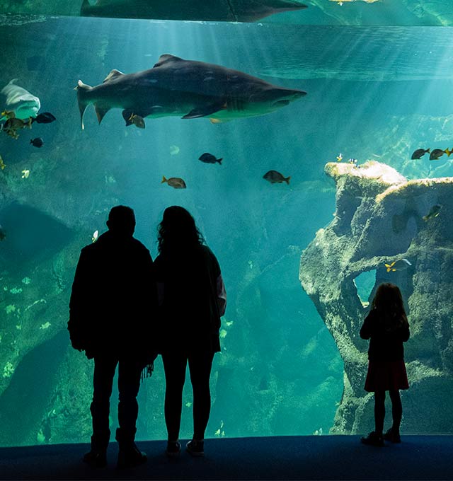 La Galerie des Lumières de l'aquarium de La Rochelle - Ocim