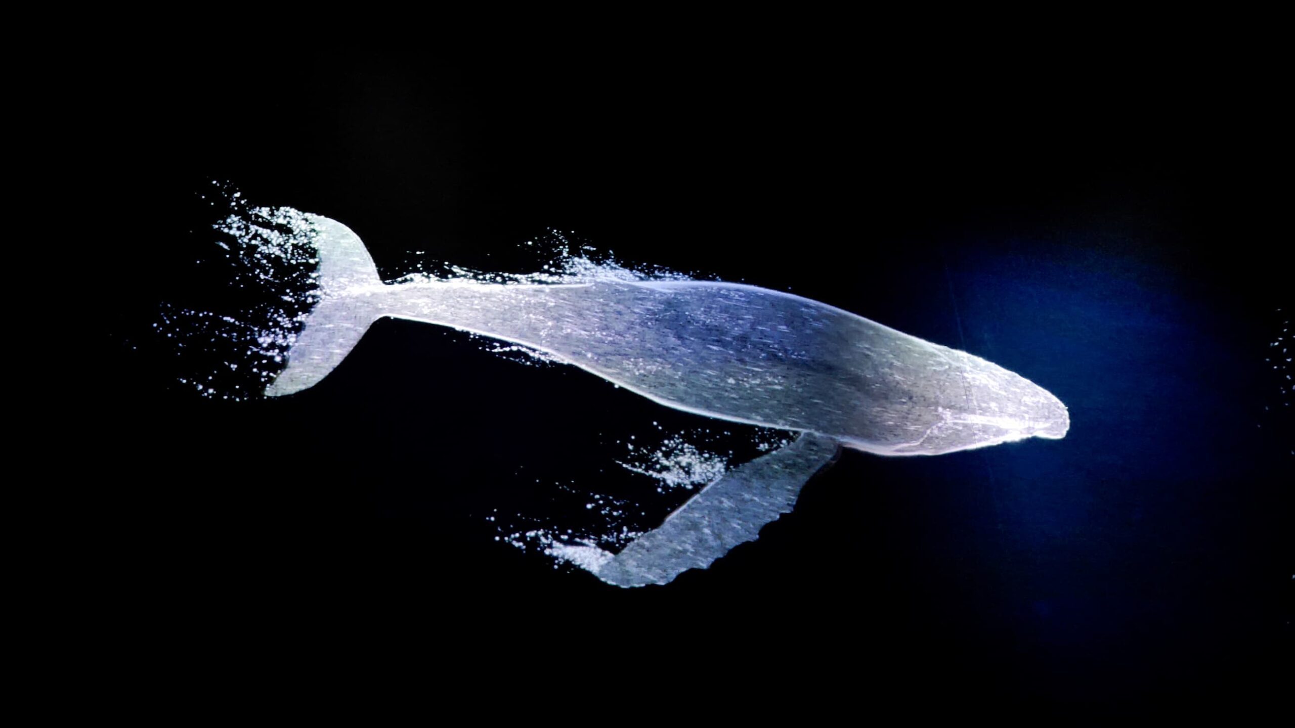 Projection immersive de baleine à l'Aquarium La Rochelle