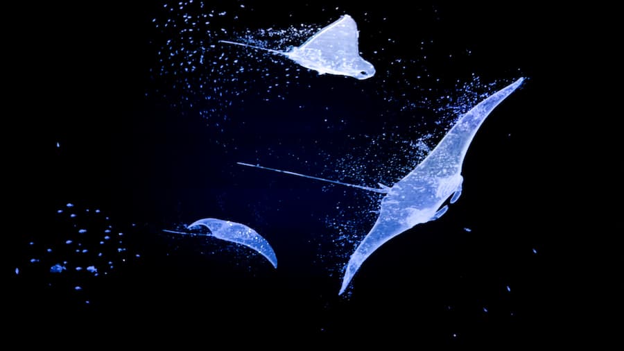 Projection immersive de raies Manta à l'Aquarium La Rochelle