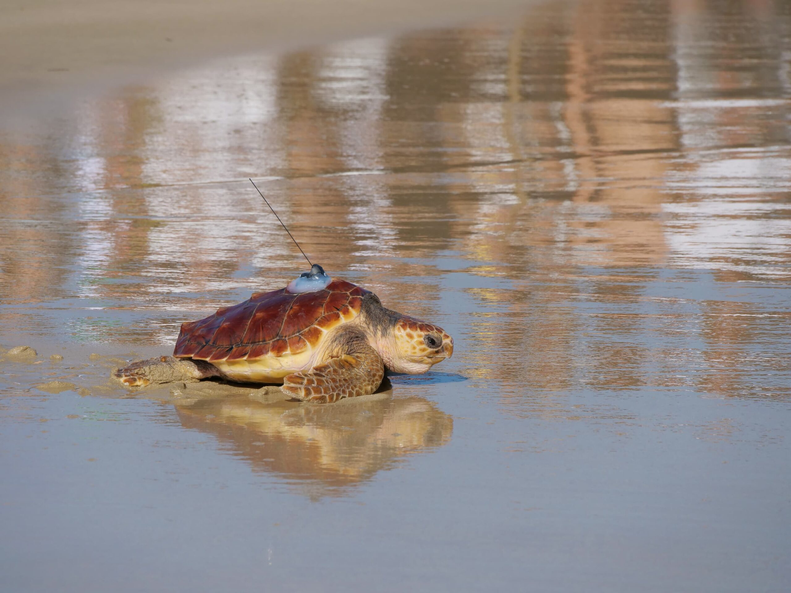 Tortue caouanne (Caretta caretta) équipée d'une balise ARGOS relâchée par le Centre d'Etudes et de Soins pour les Tortues Marines de l'Aquarium La Rochelle.