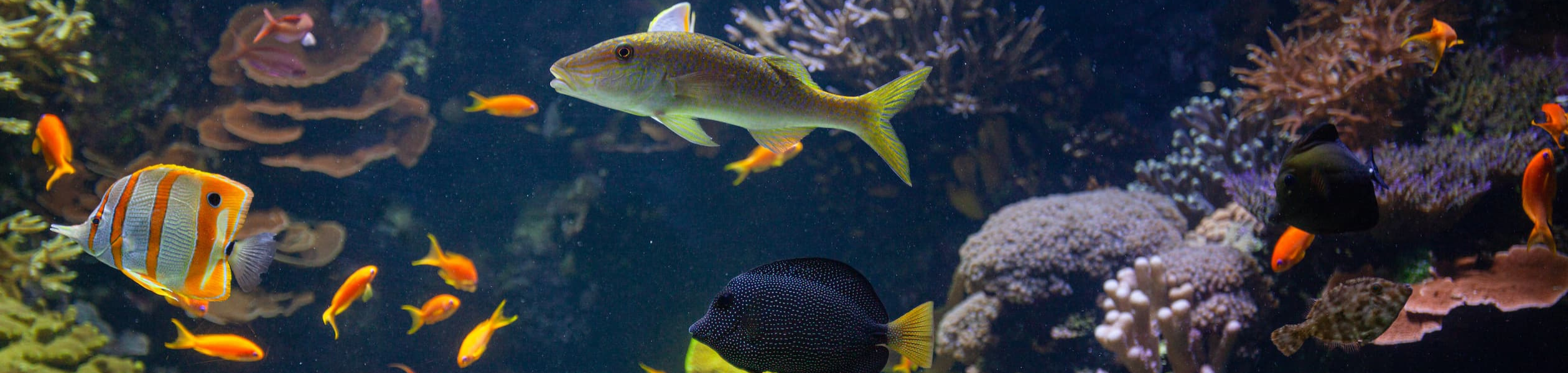 Photo d'un aquarium récifal de la région Indo-Pacifique à l'Aquarium La Rochelle