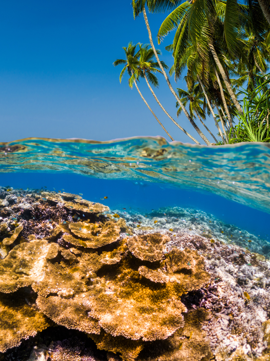 Photo d'un lagon avec des coraux tropicaux et des palmiers