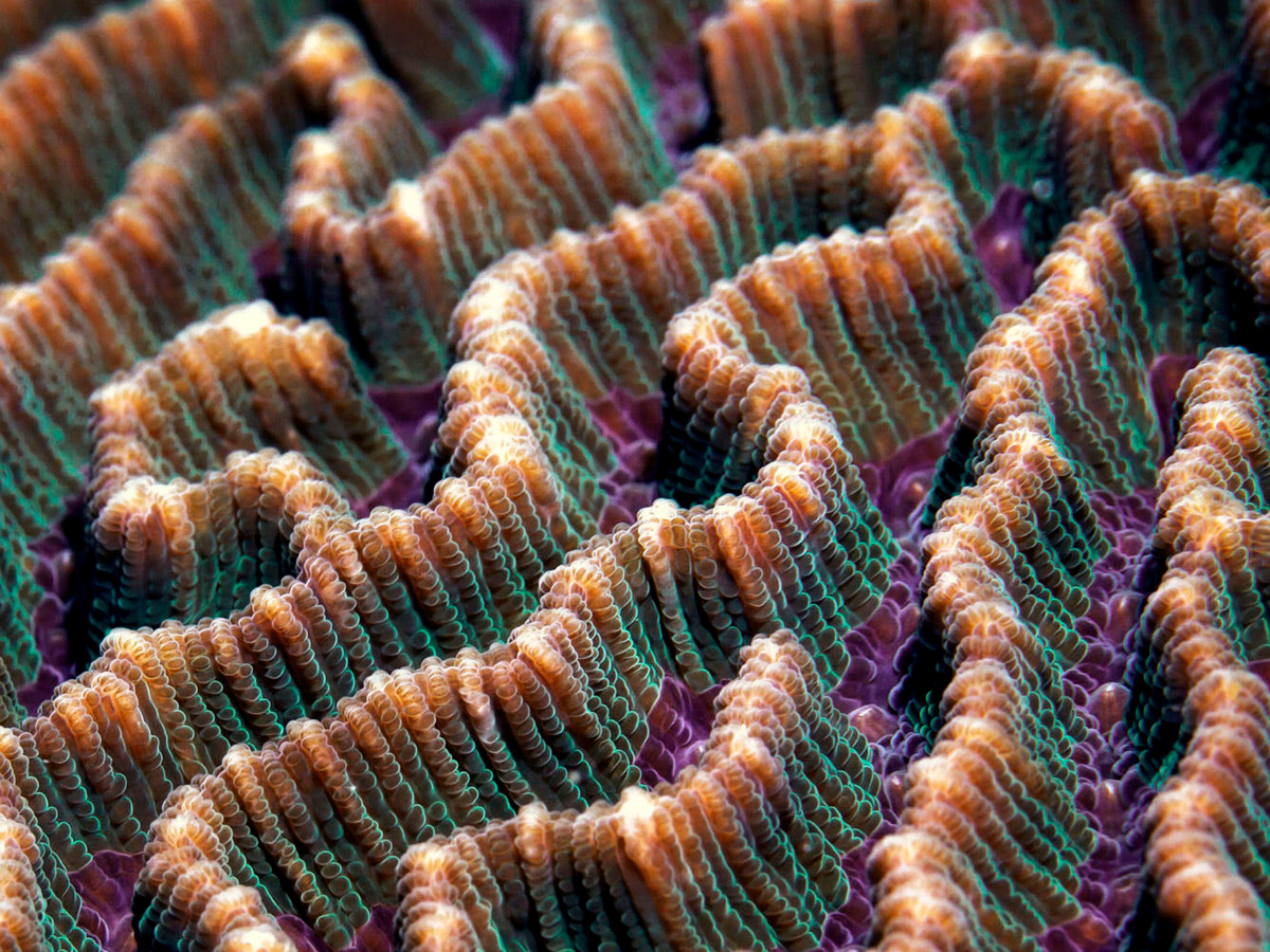 Macrophotographie d'un corail