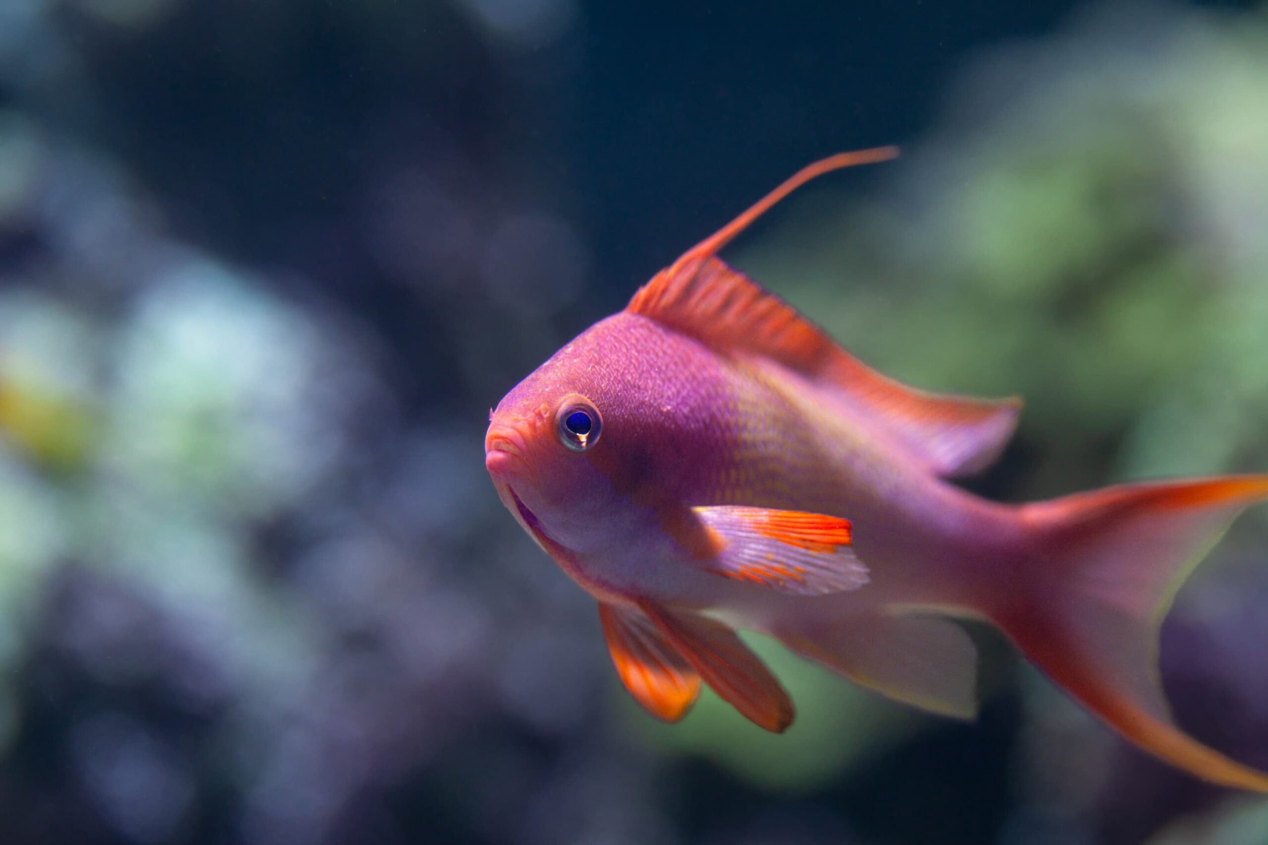 Barbier rouge mâle - Pseudanthias Squamipinis ©Aquarium La Rochelle SAS
