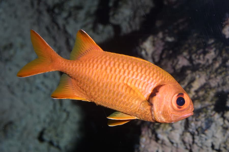 Poisson-soldat à bande noire _ myripristis jacobus ©Aquarium La Rochelle SAS